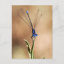 Recherche de mouches cartes postales Nature