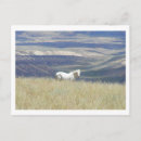 Recherche de mustang posters Cowgirl