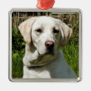 Zoek naar labrador dog ornamenten Dieren