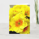 Zoek naar primula kaarten Geel