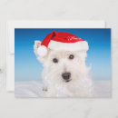 Zoek naar kerstkaart westie kaarten Schattige honden