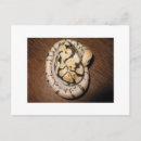 Zoek naar python briefkaarten Dieren