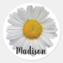 Recherche de marguerite blanche autocollants Marguerie