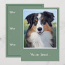 Recherche de berger australien invitations Chien