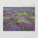 Recherche de paysage rural cartes postales Champ