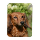 Recherche de cheveux magnets Rouge