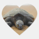 Recherche de de tortue autocollants Océan