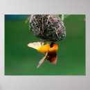 Recherche de animal masqué posters Oiseau