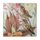 Recherche de colibri carreaux Forêt tropicale