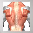 Recherche de fibres musculaires posters Représentation humaine