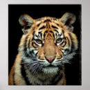 Recherche de endangered posters Tiger