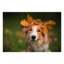Recherche de de border collie posters Colley