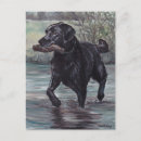 Recherche de labrador retriever noir cartes postales Laboratoire