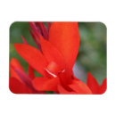 Recherche de fleur lys magnets Lièvre