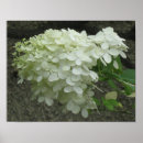 Recherche de hortensias posters Botanique