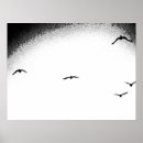 Recherche de mouettes posters Photographie