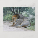 Zoek naar panthera leo briefkaarten Horizontaal