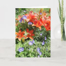 Recherche de lillies photographie Nature