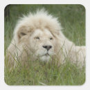 Recherche de panthera autocollants Gros chat