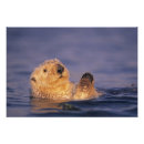 Recherche de loutre mignonne posters Vie marine
