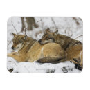 Recherche de loup magnets Faune