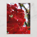 Recherche de fleur rouge cartes postales Nature
