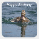 Recherche de canard sauvage autocollants Nature