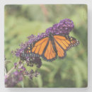 Recherche de papillon monarque dessous de verres Beau