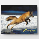 Recherche de renard plaques Nature