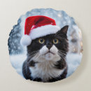 Recherche de chats domestiques coussins Humour