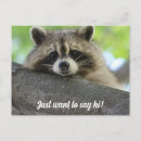 Recherche de cute raccoon cartes postales Racoon