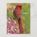 Recherche de cardinal nord cartes postales Observation des oiseaux