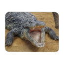 Recherche de crocodiles magnets Faune