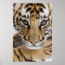 Recherche de gros chat posters Mammifère