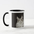 Zoek naar maine coon cat mokken Schattige katten