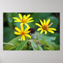 Recherche de fleurs jaunes posters Photographie