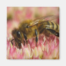 Recherche de abeilles magnets Apiariste