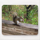 Recherche de écureuil gris tapis souris Animal