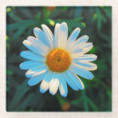 Zoek naar lente bloemen onderzetters Foto