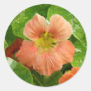Zoek naar bladen stickers Bloem