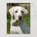 Recherche de sportive cartes postales Mignon