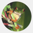 Recherche de grenouille autocollants Animaux