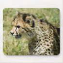 Recherche de guépards tapis souris Animal