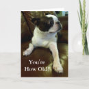 Recherche de boston terrier birthday Drôle