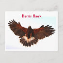Recherche de faucon harris cartes postales Oiseau de proie