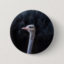Recherche de autruche badges Portrait