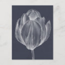 Recherche de tulipe cartes postales Fleur