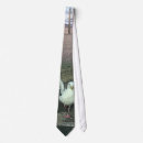 Recherche de mouettes cravates Faune