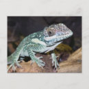 Recherche de photo de lézard cartes postales Sauvage