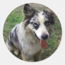 Recherche de chien berger australien autocollants Élevage